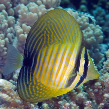 Zebrasoma Desjardini : 6-8 cm